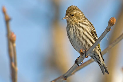 Pine Siskin