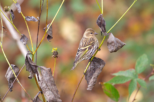 Pine Siskin Picture @ Kiwifoto.com