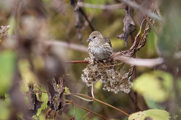 Pine Siskin Picture @ Kiwifoto.com