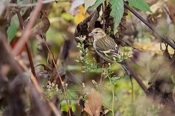 Pine Siskin Photo @ Kiwifoto.com