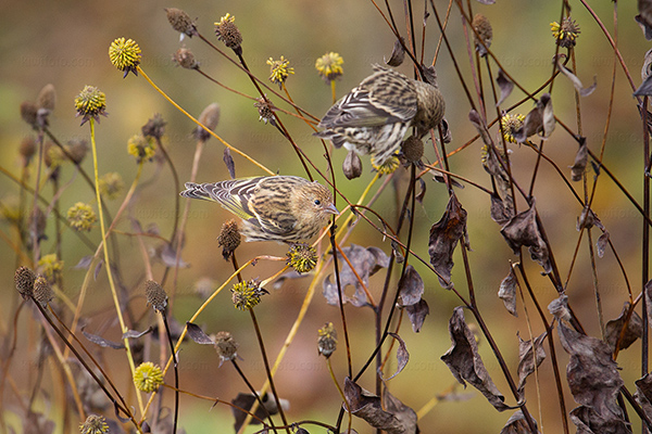 Pine Siskin Photo @ Kiwifoto.com