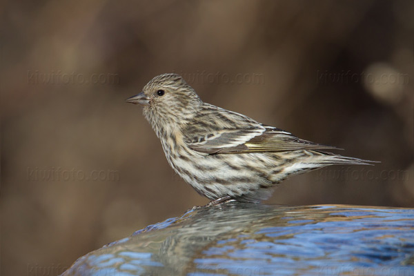 Pine Siskin Picture @ Kiwifoto.com