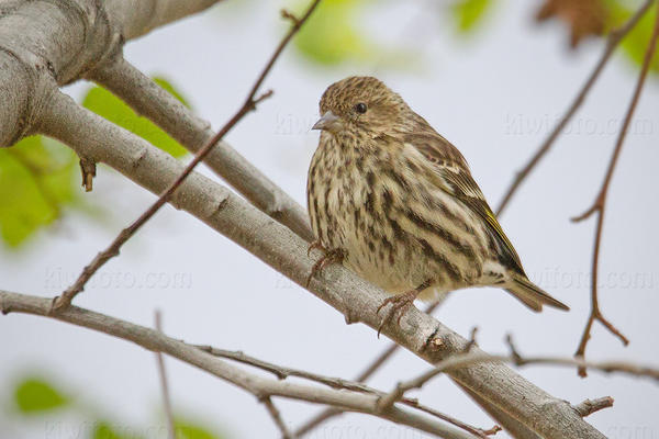 Pine Siskin Photo @ Kiwifoto.com