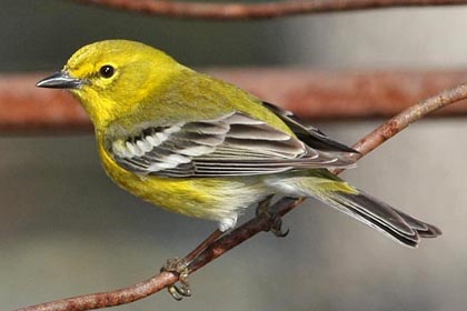 Pine Warbler Image @ Kiwifoto.com