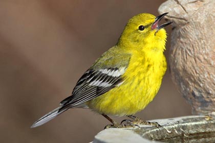 Pine Warbler Picture @ Kiwifoto.com