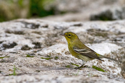 Pine Warbler Picture @ Kiwifoto.com