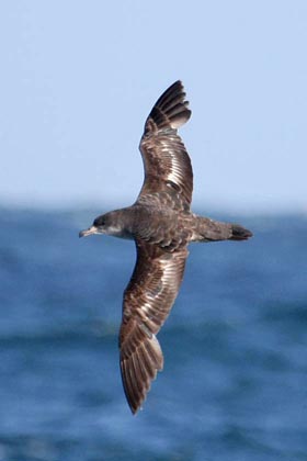 Pink-footed Shearwater Image @ Kiwifoto.com