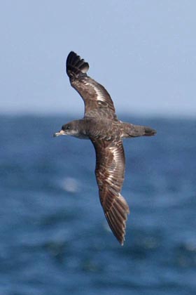 Pink-footed Shearwater Image @ Kiwifoto.com