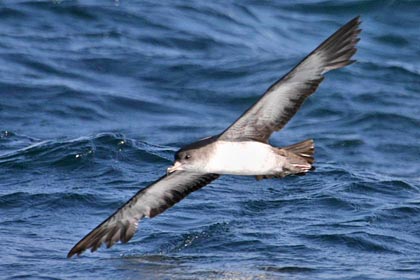 Pink-footed Shearwater Image @ Kiwifoto.com