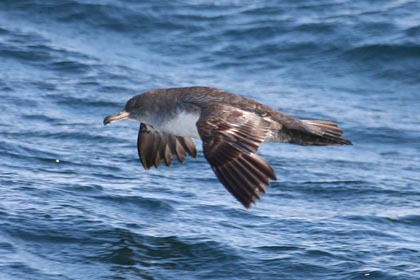 Pink-footed Shearwater Image @ Kiwifoto.com