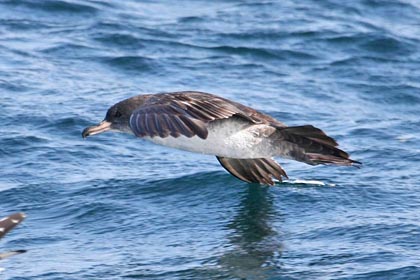 Pink-footed Shearwater Image @ Kiwifoto.com