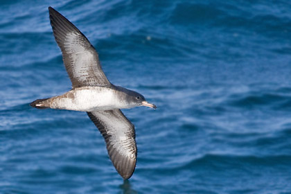 Pink-footed Shearwater Photo @ Kiwifoto.com