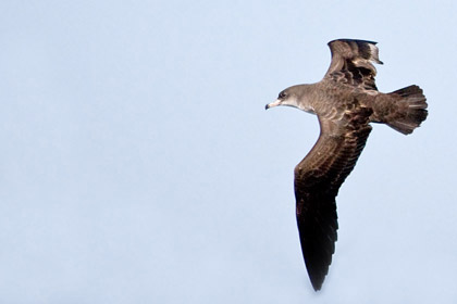 Pink-footed Shearwater Picture @ Kiwifoto.com