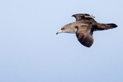 Pink-footed Shearwater Image @ Kiwifoto.com
