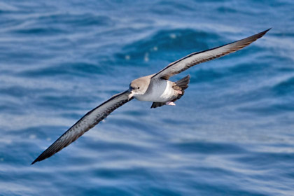 Pink-footed Shearwater Image @ Kiwifoto.com