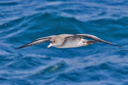 Pink-footed Shearwater Photo @ Kiwifoto.com