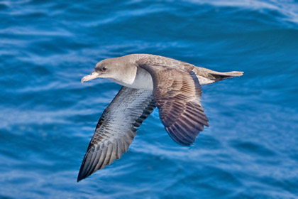 Pink-footed Shearwater Picture @ Kiwifoto.com