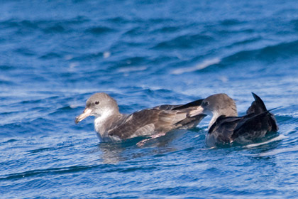 Pink-footed Shearwater Image @ Kiwifoto.com