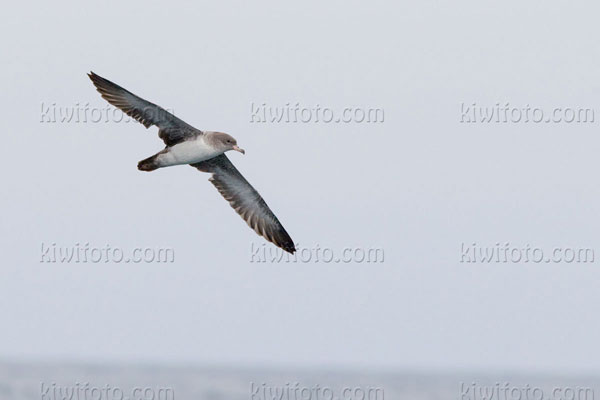 Pink-footed Shearwater