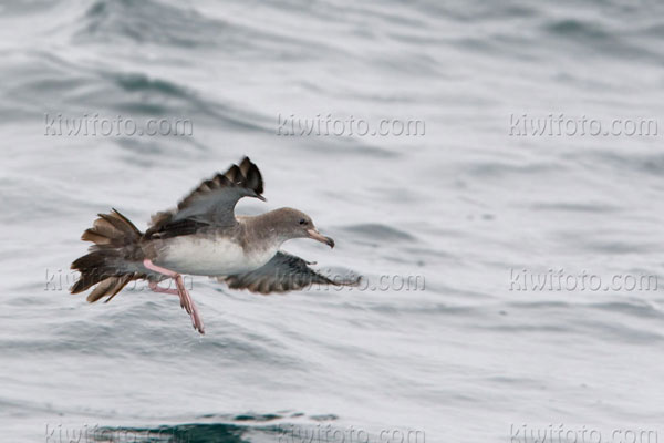 Pink-footed Shearwater Image @ Kiwifoto.com