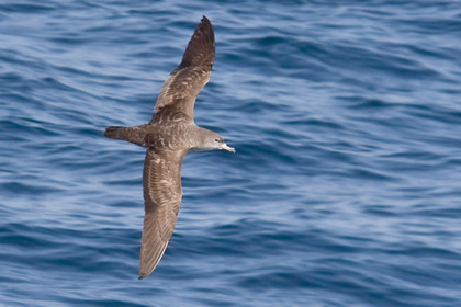 Pink-footed Shearwater Photo @ Kiwifoto.com