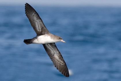 Pink-footed Shearwater Image @ Kiwifoto.com