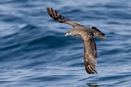 Pink-footed Shearwater Photo @ Kiwifoto.com