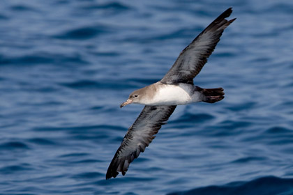 Pink-footed Shearwater Picture @ Kiwifoto.com