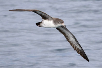 Pink-footed Shearwater Photo @ Kiwifoto.com