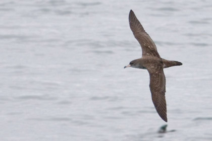 Pink-footed Shearwater Image @ Kiwifoto.com