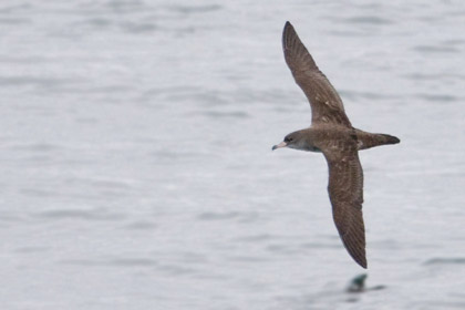 Pink-footed Shearwater Photo @ Kiwifoto.com