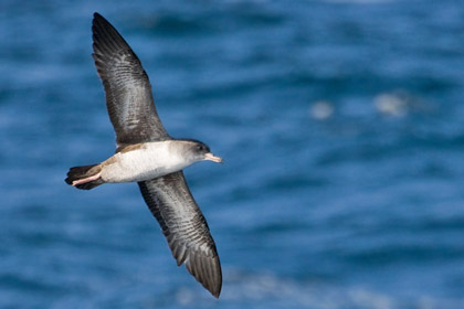 Pink-footed Shearwater Photo @ Kiwifoto.com