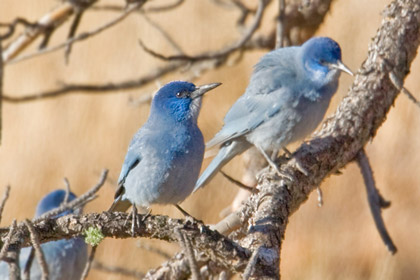 Pinyon Jay Picture @ Kiwifoto.com