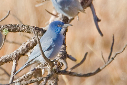 Pinyon Jay Picture @ Kiwifoto.com