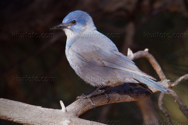 Pinyon Jay