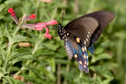 Pipevine Swallowtail