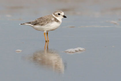 Piping Plover Picture @ Kiwifoto.com