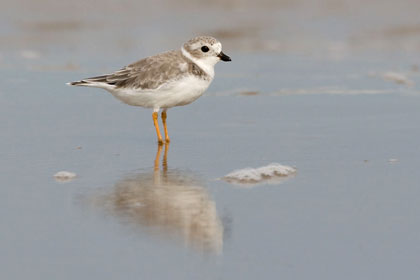 Piping Plover Photo @ Kiwifoto.com