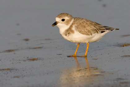 Piping Plover Picture @ Kiwifoto.com