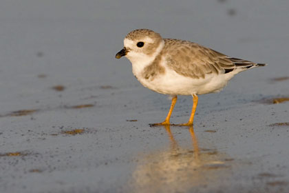 Piping Plover Photo @ Kiwifoto.com
