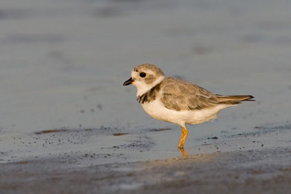 Piping Plover Image @ Kiwifoto.com