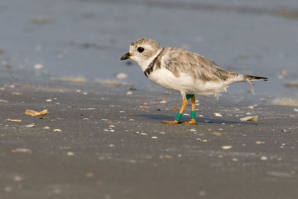 Piping Plover Image @ Kiwifoto.com
