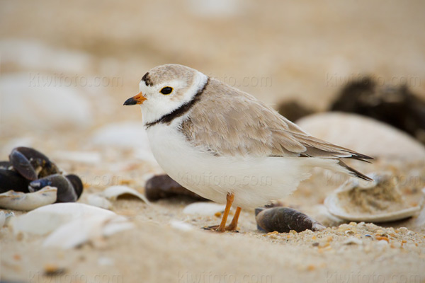 Piping Plover Picture @ Kiwifoto.com