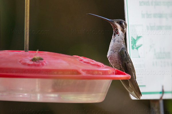 Plain-capped Starthroat Image @ Kiwifoto.com