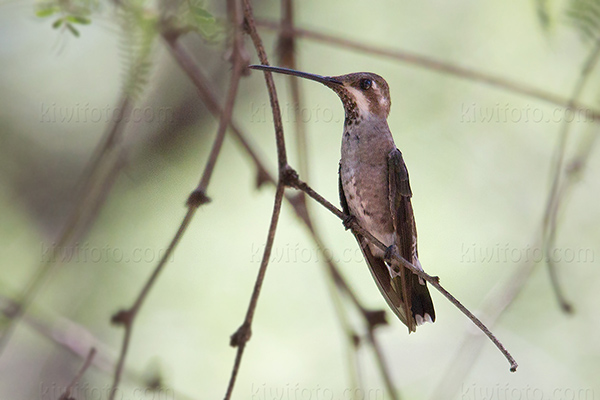 Plain-capped Starthroat