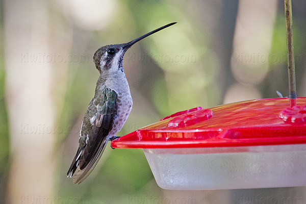 Plain-capped Starthroat Photo @ Kiwifoto.com