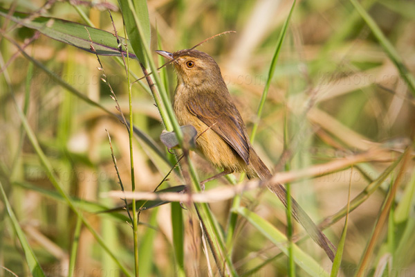 Plain Prinia Picture @ Kiwifoto.com