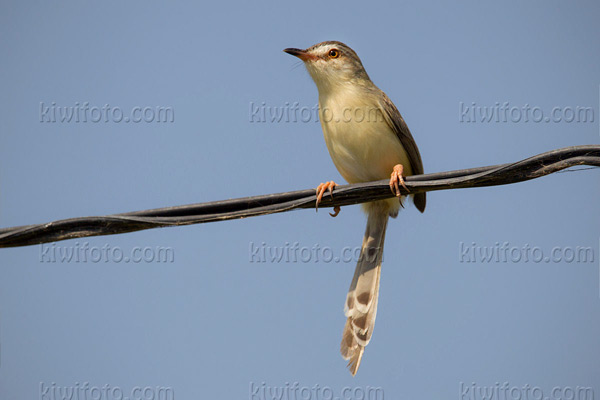 Plain Prinia Image @ Kiwifoto.com