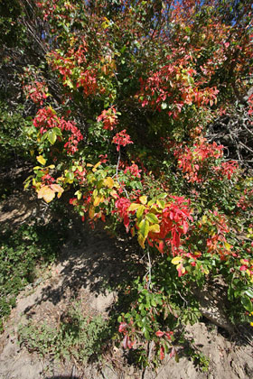 Poison Oak Image @ Kiwifoto.com