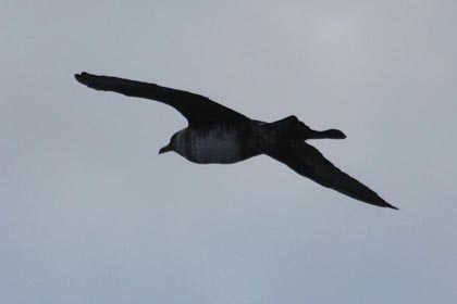 Pomarine Jaeger Picture @ Kiwifoto.com